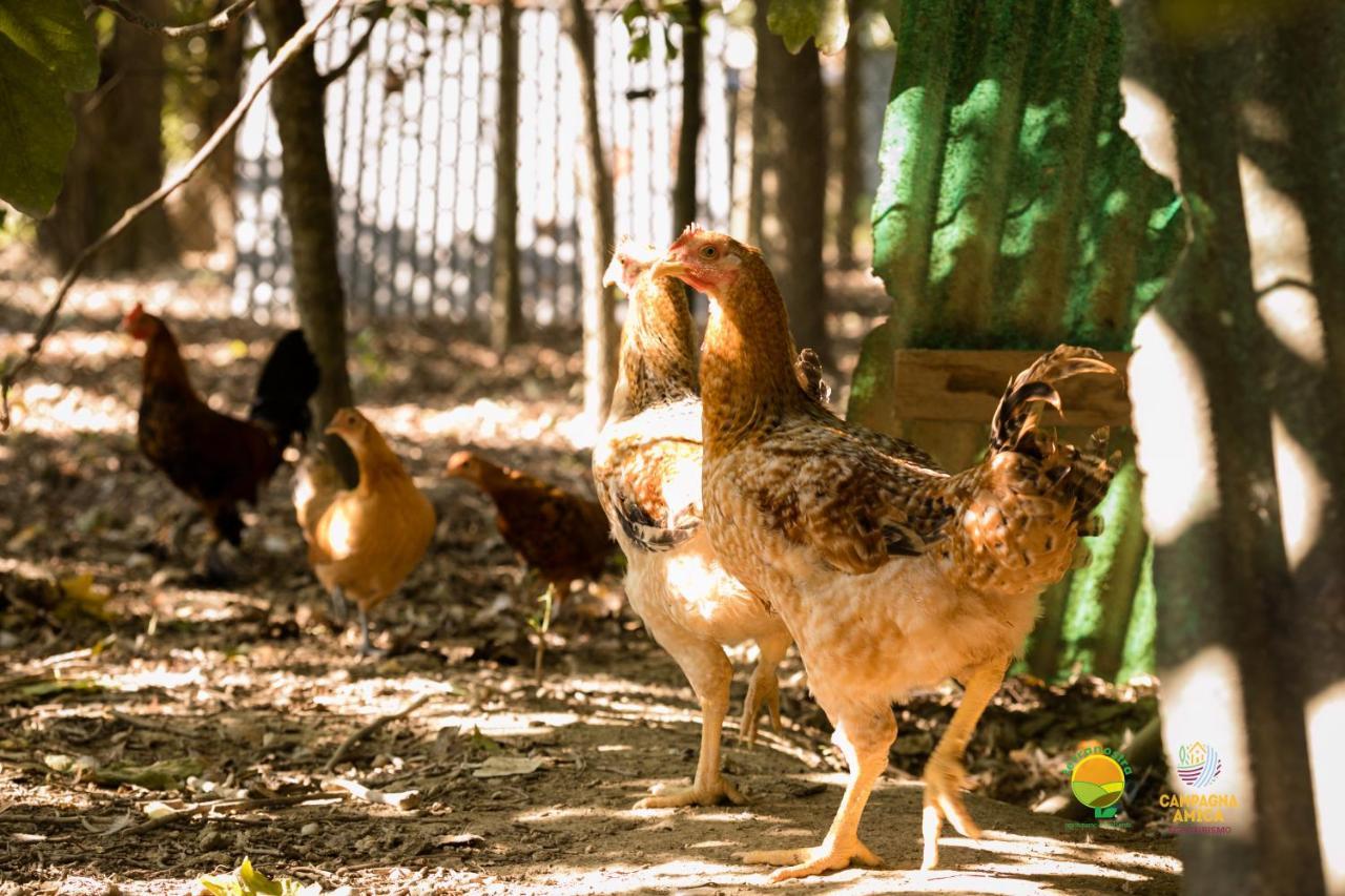 Agriturismo Ai Carpini Villa Marcon Dış mekan fotoğraf