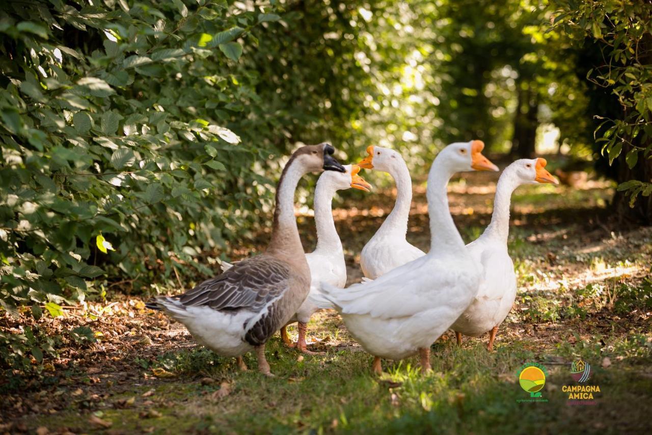 Agriturismo Ai Carpini Villa Marcon Dış mekan fotoğraf